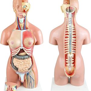 Modelo de torso intercambiable bisexual de 55 cm (23 piezas)