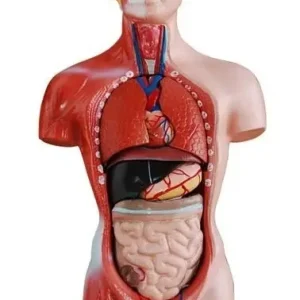 Mini Torso Humano Educativo de 26 cm: Modelo Anatómico de 15 Piezas Desmontables