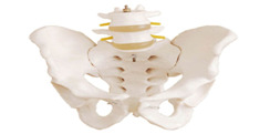 Pelvis de tamaño natural con 2 vértebras lumbares