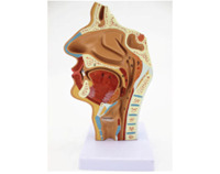 Estructura de la boca, la nariz y la faringe humanas (normal)