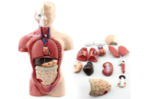 Modelo de torso de 15 cm, 15 piezas