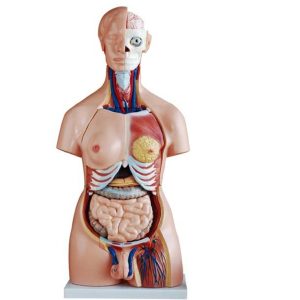 Modelo de torso asexual de 85 cm (40 piezas)