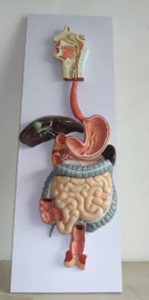 Modelo del sistema digestivo