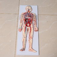 Sistema circulatorio sanguíneo