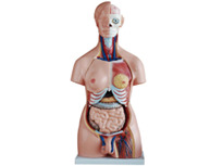 Modelo de torso asexual de 85 cm (40 piezas)